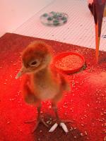 Yellow Black Blue on 9th May 2012 Yellow Black Blue on 9th May 2012